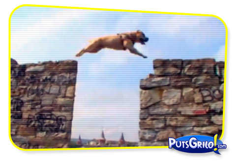 Cachorro Praticante de Parkour [Vídeo]