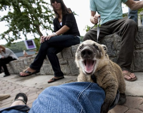 O Que Acontece Quando Animais Se Comportam Como Humanos?