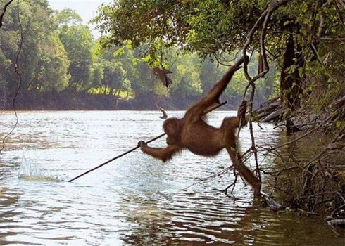 O Que Acontece Quando Animais Se Comportam Como Humanos?