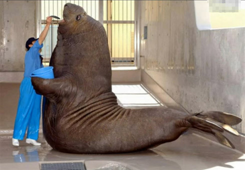 Animais Gigantes pelo Mundo