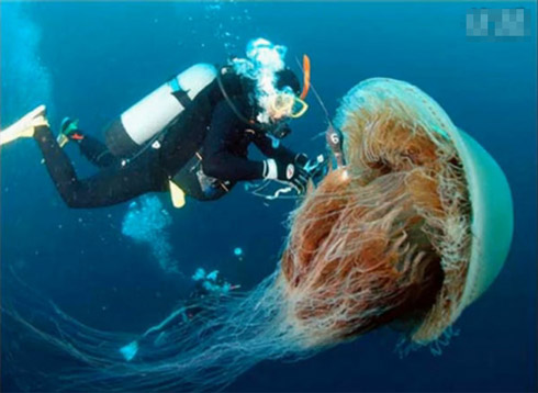 Animais Gigantes pelo Mundo