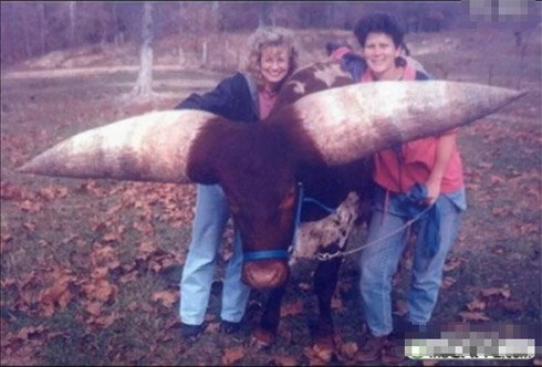 Animais Gigantes pelo Mundo