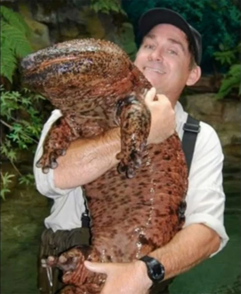 Animais Gigantes pelo Mundo