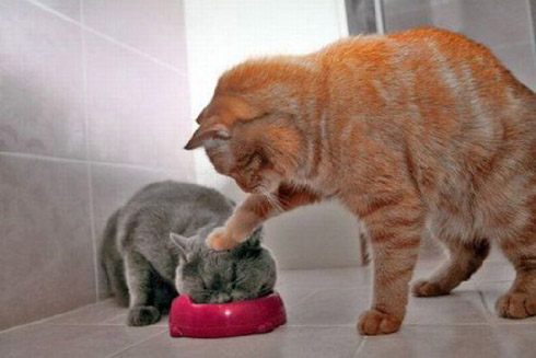 Os Gatos e a Psicologia Animal