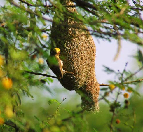 Arquitetura Animal: Pássaros e Seus Ninhos