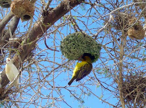 Arquitetura Animal: Pássaros e Seus Ninhos