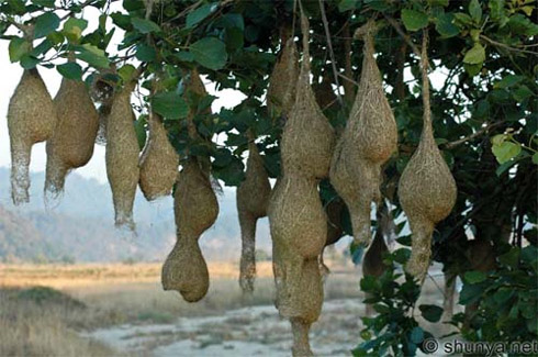 Arquitetura Animal: Pássaros e Seus Ninhos