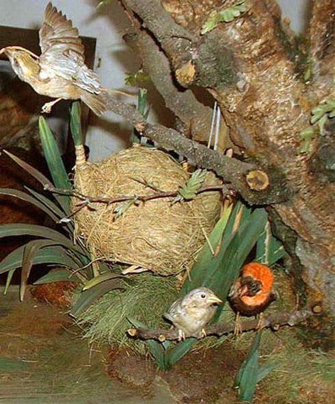 Arquitetura Animal: Pássaros e Seus Ninhos