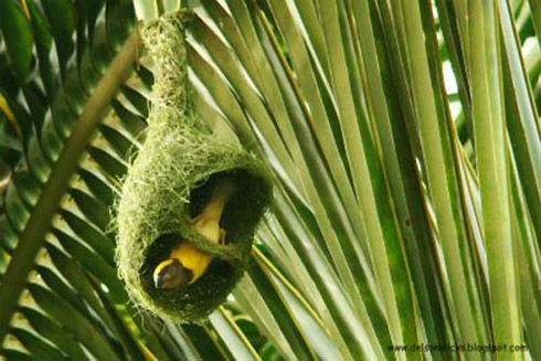 Arquitetura Animal: Pássaros e Seus Ninhos