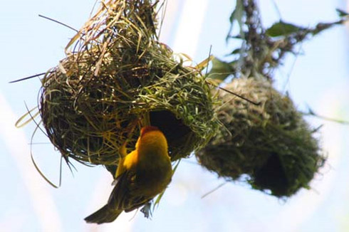 Arquitetura Animal: Pássaros e Seus Ninhos