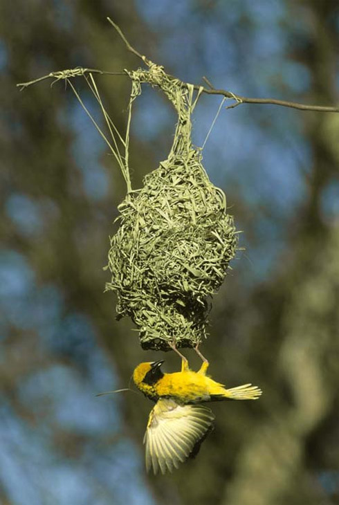 Arquitetura Animal: Pássaros e Seus Ninhos