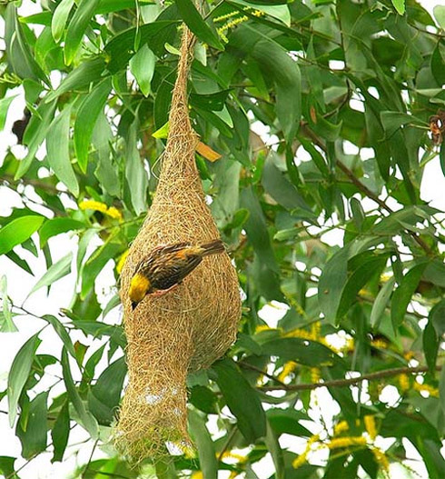 Arquitetura Animal: Pássaros e Seus Ninhos