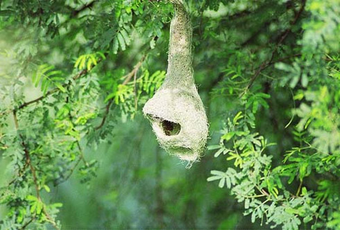 Arquitetura Animal: Pássaros e Seus Ninhos