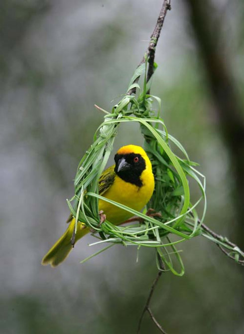 Arquitetura Animal: Pássaros e Seus Ninhos