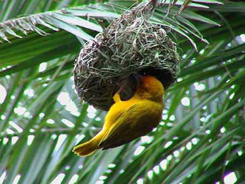 Arquitetura Animal: Pássaros e Seus Ninhos