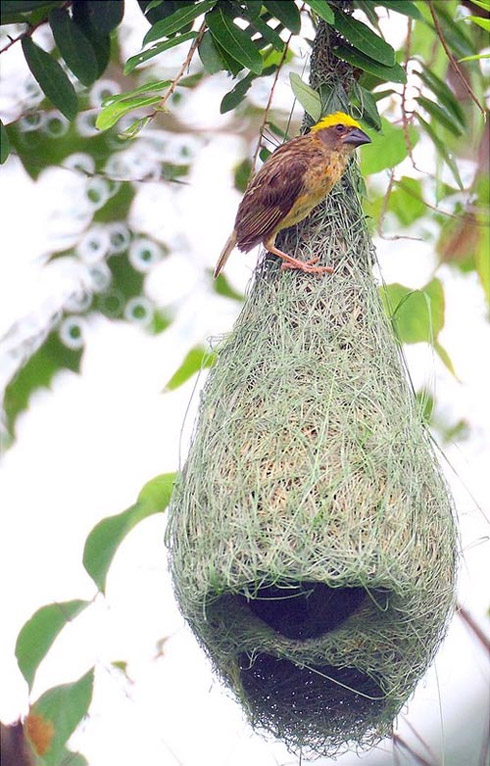 Arquitetura Animal: Pássaros e Seus Ninhos