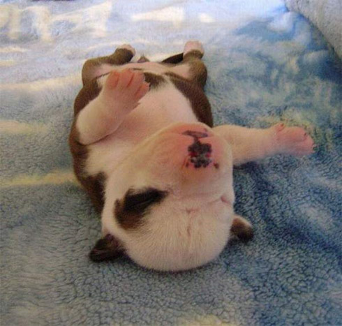 Fotos de Bichinhos Dormindo: Momento Cuti-Cuti!