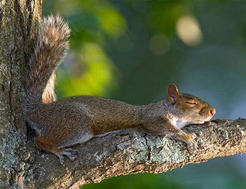 Fotos de Bichinhos Dormindo: Momento Cuti-Cuti!