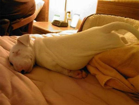 Fotos de Bichinhos Dormindo: Momento Cuti-Cuti!
