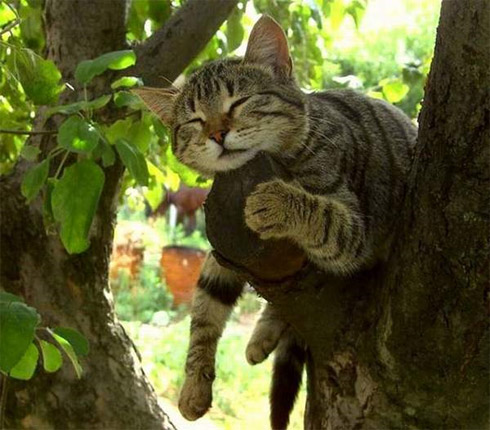 Fotos de Bichinhos Dormindo: Momento Cuti-Cuti!