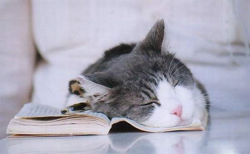 Fotos de Bichinhos Dormindo: Momento Cuti-Cuti!