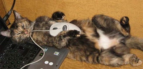 Fotos de Bichinhos Dormindo: Momento Cuti-Cuti!