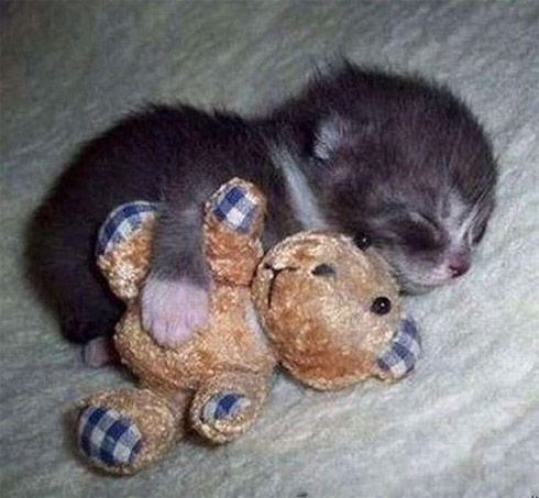 Fotos de Bichinhos Dormindo: Momento Cuti-Cuti!