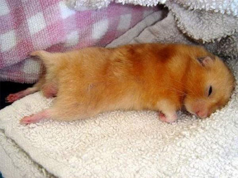 Fotos de Bichinhos Dormindo: Momento Cuti-Cuti!