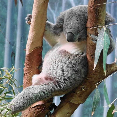 Fotos de Bichinhos Dormindo: Momento Cuti-Cuti!