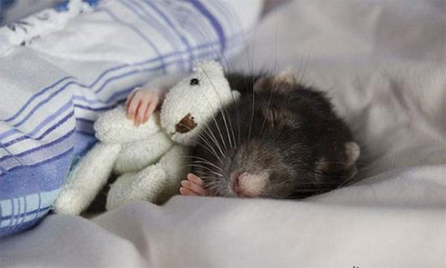 Fotos de Bichinhos Dormindo: Momento Cuti-Cuti!