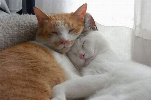 Fotos de Bichinhos Dormindo: Momento Cuti-Cuti!