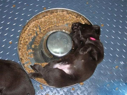 Fotos de Bichinhos Dormindo: Momento Cuti-Cuti!