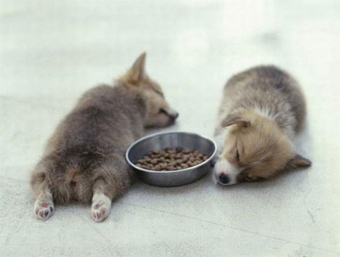 Fotos de Bichinhos Dormindo: Momento Cuti-Cuti!