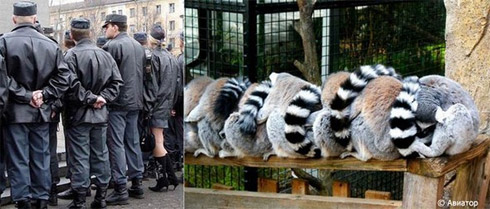Fotos de Pessoas e Animais Gêmeos