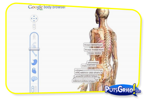 Google Body Browser: Veja o Corpo Humano em 3D