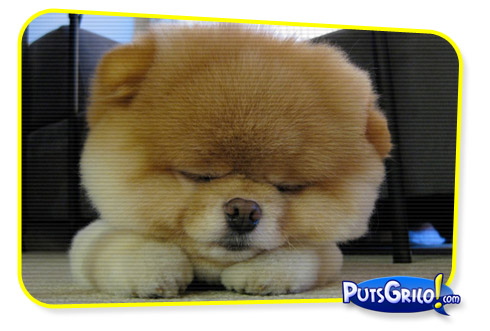 Momento Cute Cute: O Cachorro Mais Fofo do Mundo