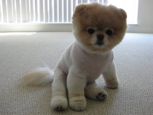 Momento Cute Cute: O Cachorro Mais Fofo do Mundo Momento Cute Cute: O Cachorro Mais Fofo do Mundo