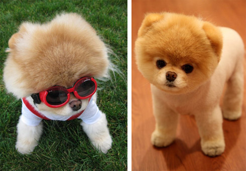 Momento Cute Cute: O Cachorro Mais Fofo do Mundo Momento Cute Cute: O Cachorro Mais Fofo do Mundo