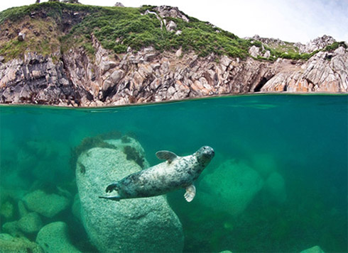 Calendário com Fotos Incríveis de Animais Marinhos