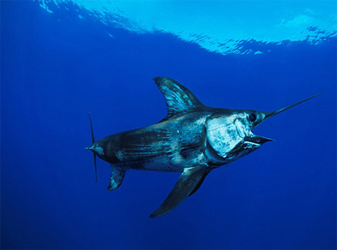 Calendário com Fotos Incríveis de Animais Marinhos