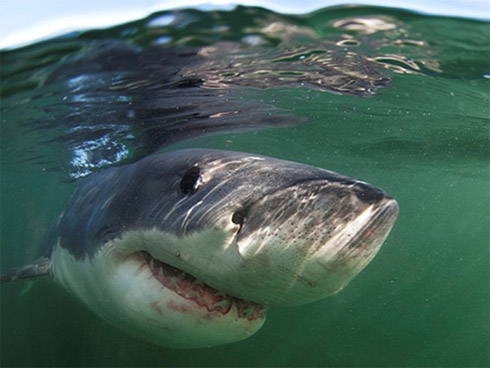 Calendário com Fotos Incríveis de Animais Marinhos