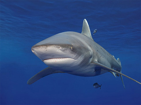 Calendário com Fotos Incríveis de Animais Marinhos