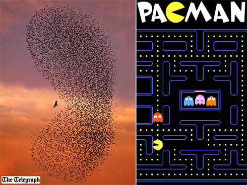 Flagra: Revoada de Pássaros em Forma de Pacman