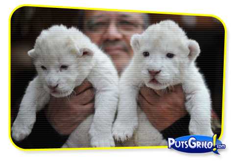 Momento Cute Cute: Filhotes Raros de Leão Branco