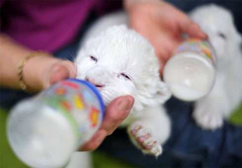 Momento Cute Cute: Filhotes Raros de Leão Branco