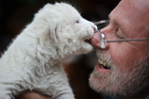 Momento Cute Cute: Filhotes Raros de Leão Branco