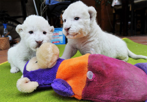 Momento Cute Cute: Filhotes Raros de Leão Branco