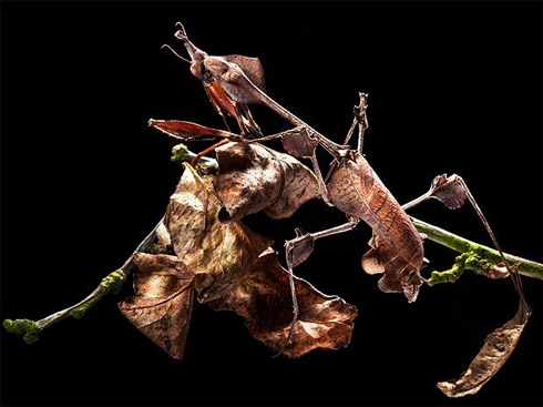 Animais Camuflados em Mimetismo Incrível