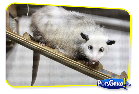 Mundo Animal: Gambá Vesgo no Facebook