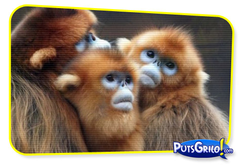 Imagem Curiosa: Macacos de Rosto Azul